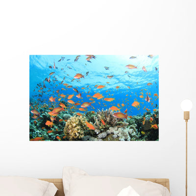 Coral Reef Underwater Wall Mural shown on a wall