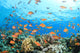 Coral Reef Underwater Wall Mural