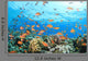 Coral Reef Underwater Wall Mural