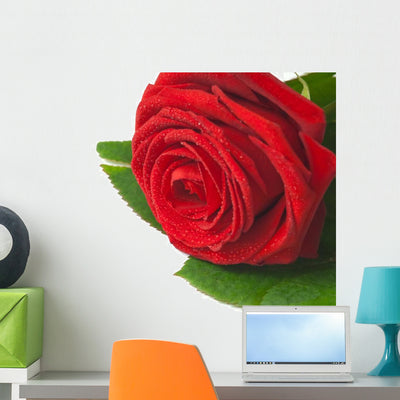 Red Rose Rosa Rossa Wall Decal shown on a wall