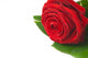 Red Rose - Rosa Rossa Wall Decal