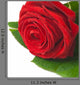 Red Rose - Rosa Rossa Wall Decal
