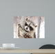 Beautiful Raccoon