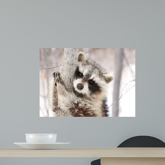 Beautiful Raccoon