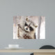 Beautiful Raccoon