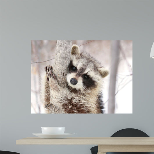 Beautiful Raccoon