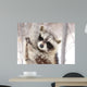 Beautiful Raccoon