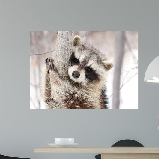 Beautiful Raccoon