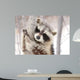Beautiful Raccoon