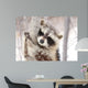 Beautiful Raccoon