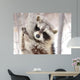 Beautiful Raccoon