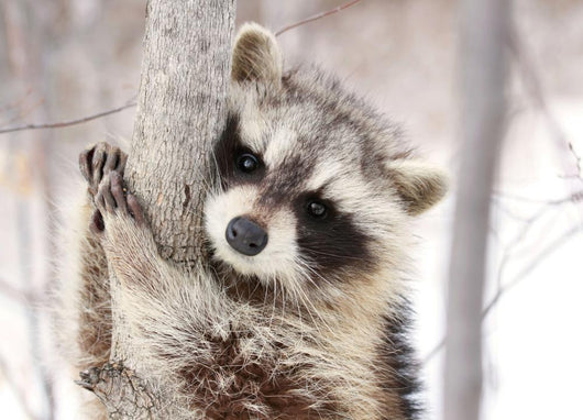 Beautiful Raccoon