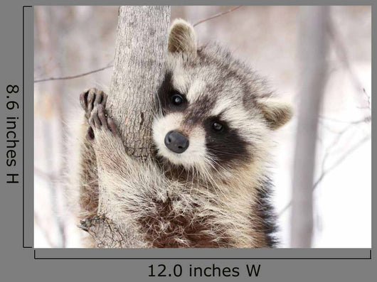 Beautiful Raccoon
