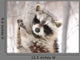 Beautiful Raccoon