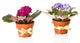 Bright saintpaulias in flowerpots, isolated on white Wall Decal
