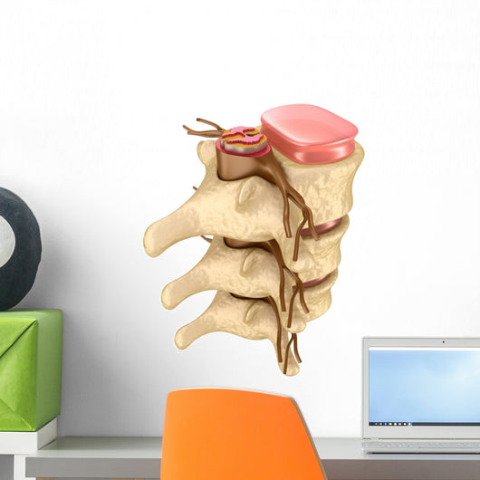 Human spine Wall Decal