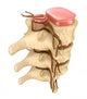 Human spine Wall Decal