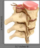 Human spine Wall Decal