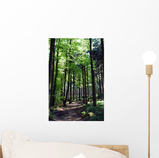 Shaded forest road Wall Mural