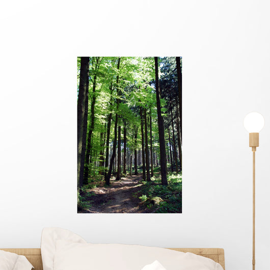 Shaded forest road Wall Mural