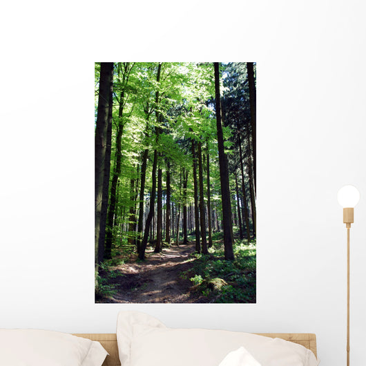 Shaded forest road Wall Mural