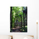 Shaded forest road Wall Mural