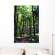 Shaded forest road Wall Mural