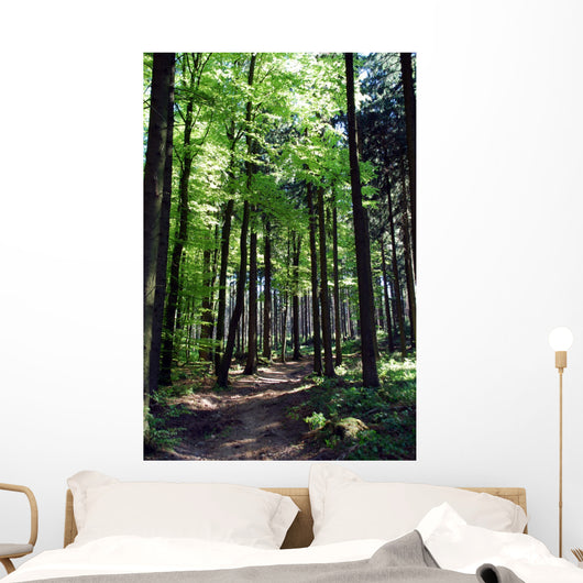 Shaded forest road Wall Mural