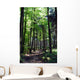 Shaded forest road Wall Mural