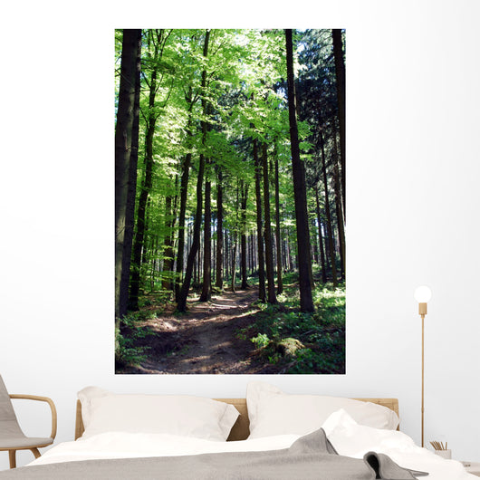 Shaded forest road Wall Mural