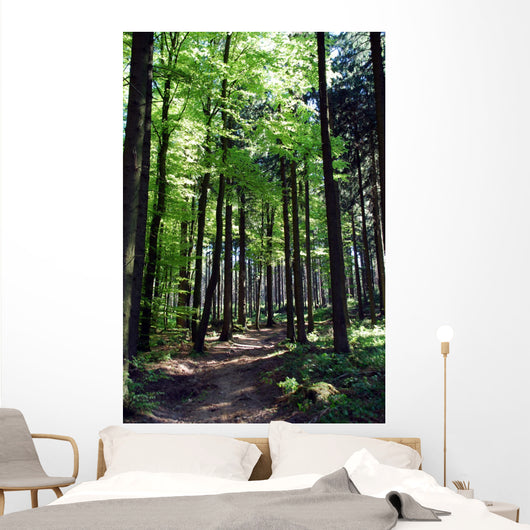 Shaded forest road Wall Mural
