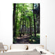 Shaded forest road Wall Mural