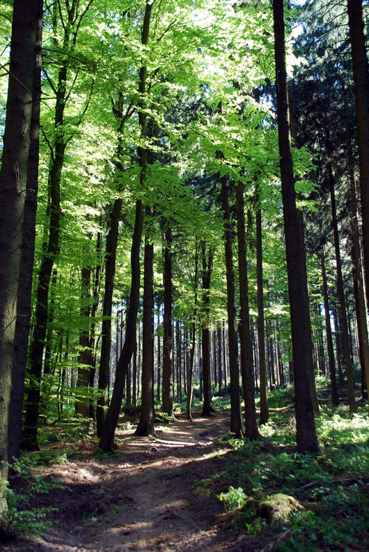Shaded forest road Wall Mural