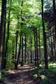 Shaded forest road Wall Mural
