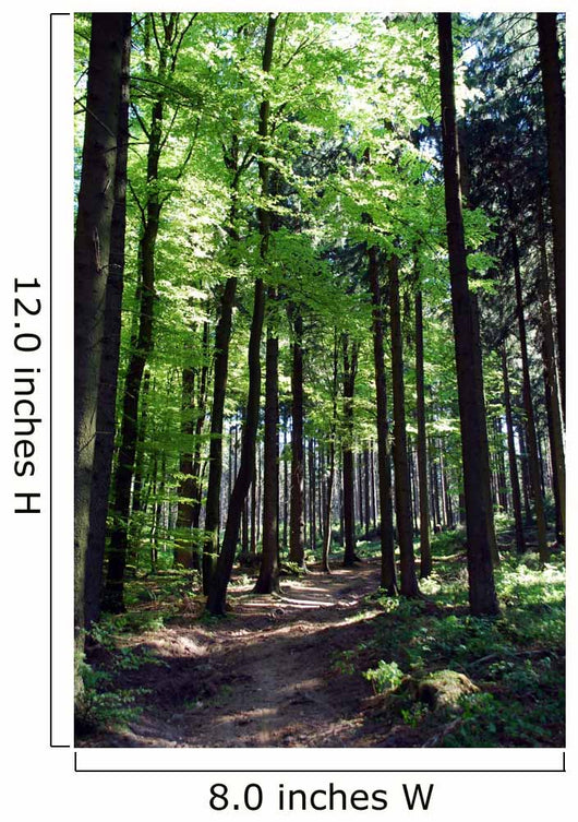 Shaded forest road Wall Mural