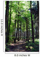 Shaded forest road Wall Mural