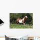 Running Paint Horse Wall Mural