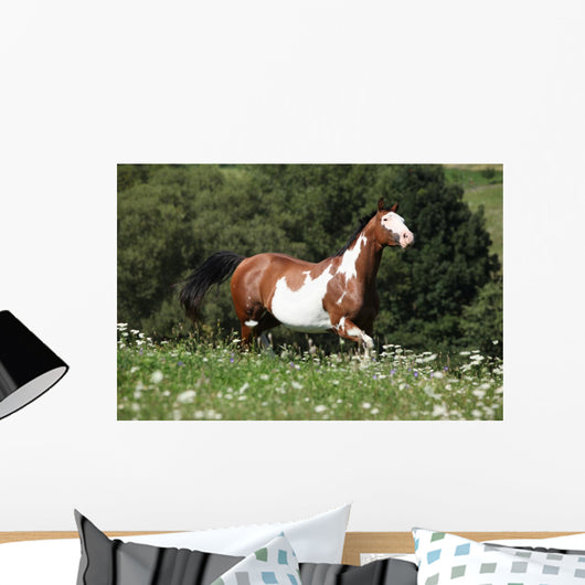Running Paint Horse Wall Mural