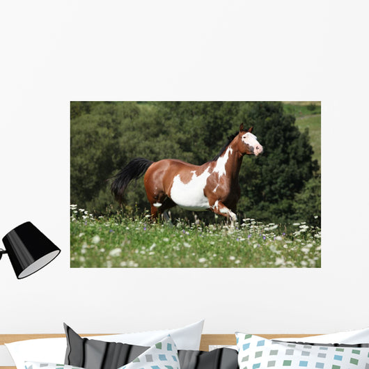 Running Paint Horse Wall Mural