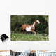 Running Paint Horse Wall Mural