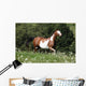 Running Paint Horse Wall Mural