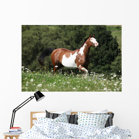 Running Paint Horse Wall Mural