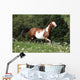 Running Paint Horse Wall Mural