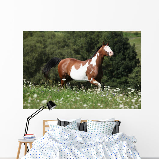 Running Paint Horse Wall Mural