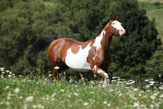 Running Paint Horse Wall Mural
