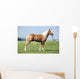 Haflinger Stallion