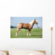 Haflinger Stallion