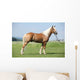 Haflinger Stallion
