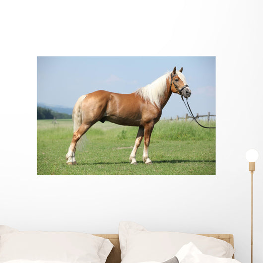 Haflinger Stallion