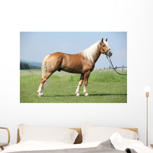 Haflinger Stallion